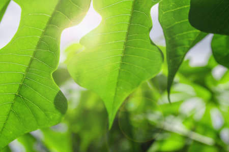Leaf in the rainforest on sunの写真素材