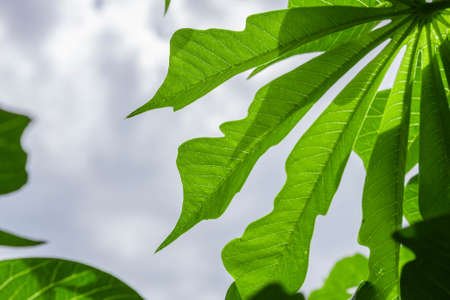 Leaf in the rainforestの写真素材