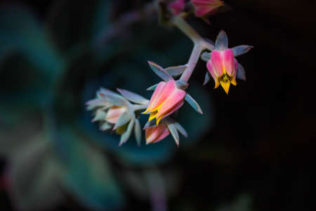 Succulent flowers