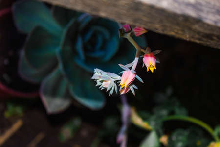 Flower of a succulentの写真素材