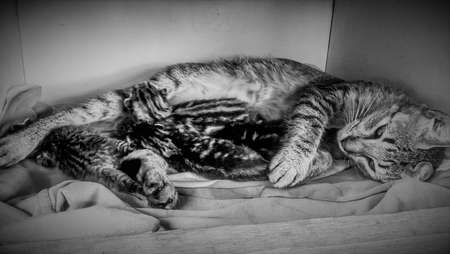 Cat taking care of her small kittens on tissueの写真素材