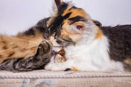 funny kittens sleeping together. embrace cuddlyの写真素材
