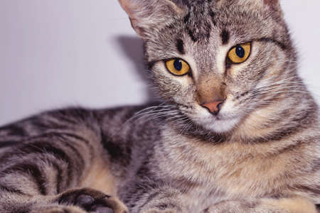 Striped cat on rustic furniture. looking