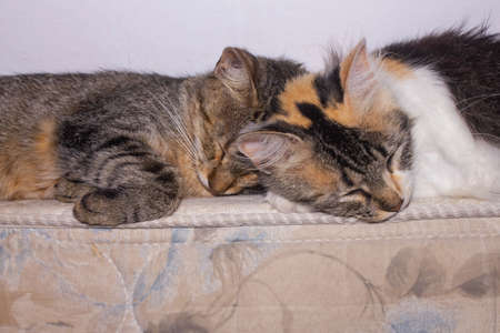Cats sleeping together.の写真素材