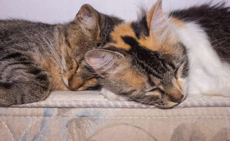 Cats sleeping together.の写真素材