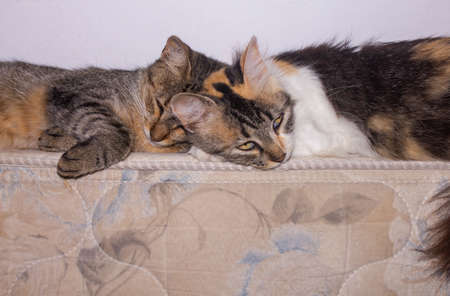 Cats sleeping together.の写真素材