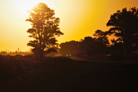 Sunset in the morning with silhouette of trees on the road.の写真素材