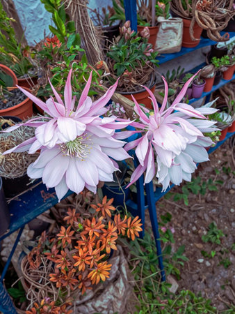 Beautiful blooming cactus flowers in pots on the balcony.の写真素材