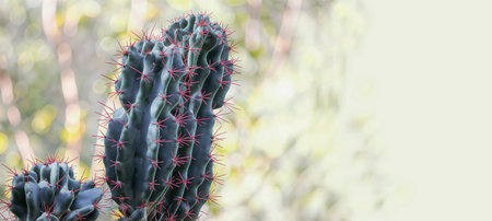 Cactus with red thorns on blurred green background. Copy space.の写真素材