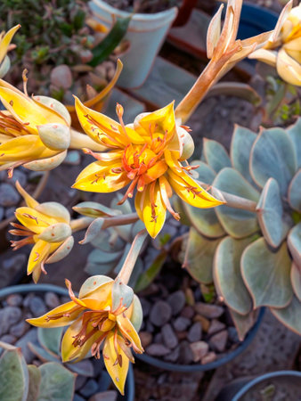 Close up of Echeveria gigantea flowers in bloomの写真素材