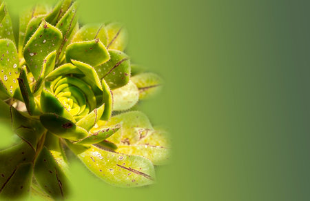 Succulent plant on green background with copy space for text.の写真素材