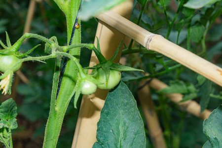 Green tomatoes growing in a greenhouse. Green tomatoes in the garden.の写真素材