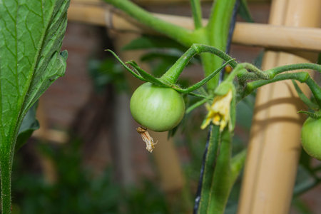 Green tomatoes on a branch in the garden. Vegetable garden.の写真素材