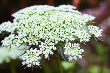 Close up of wild carrot flowers in bloom. Shallow depth of fieldの写真素材