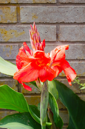 Orange canna lily flower with green leaves and brick wall backgroundの写真素材