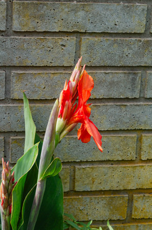 Red canna lily flower on the background of a brick wallの写真素材