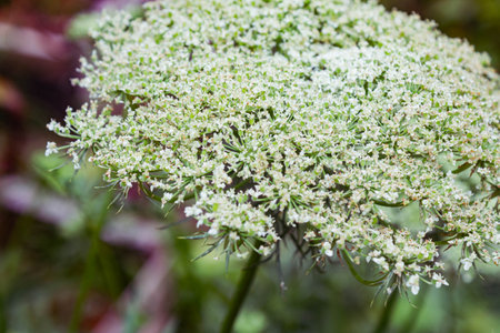 Close up of a white wild carrot (Aegopodium podagraria)の写真素材