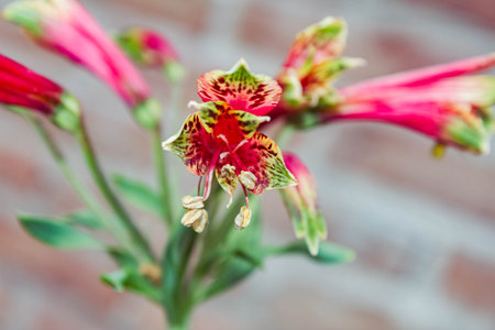 Close up of red lily flower with blurred brick wall background.の写真素材