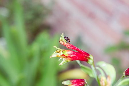 Bee on red flower in the garden, selective focus, copy space