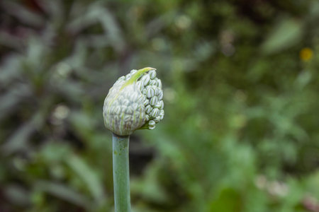 Close-up of a green onion bud in the summer garden.