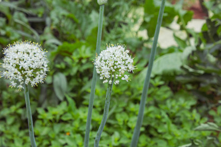 Onion flowers blooming in the garden. Selective focus.の写真素材