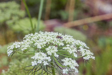 Honey bee collecting pollen from a blooming dill flower.の写真素材
