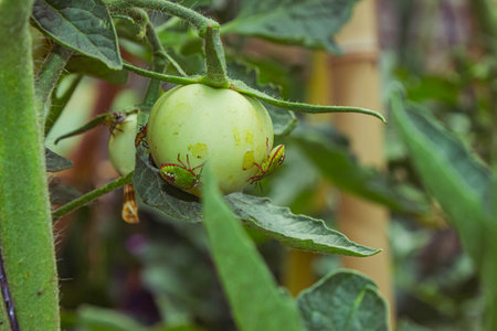 Green tomatoes on the bush in the garden. Shallow depth of fieldの写真素材