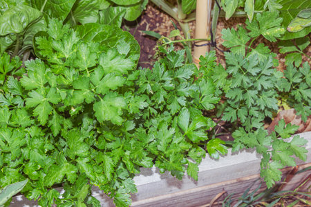 Parsley growing on a terrace in the garden. Selective focusの写真素材