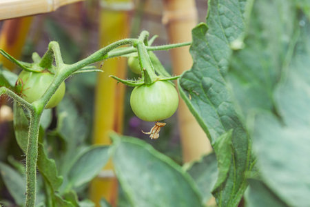 Green tomatoes growing on the vine in the garden. Shallow depth of fieldの写真素材