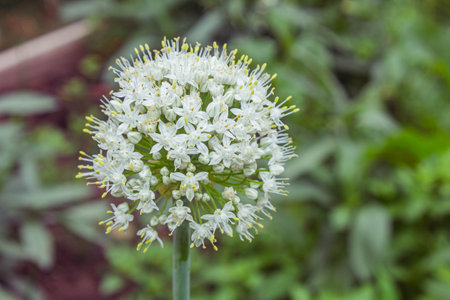 Onion flower blooming in the garden. Allium giganteum.の写真素材
