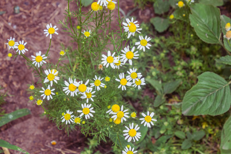 White daisies in the garden. Chamomile field.の写真素材