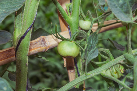 Green tomatoes growing on a branch in the garden. Close-up.の写真素材