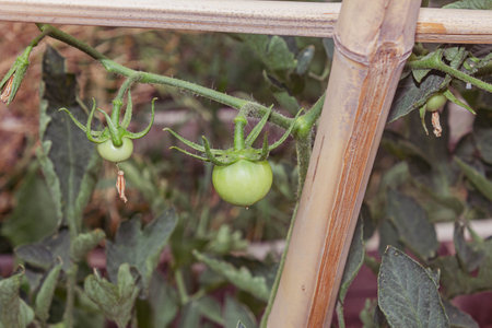 Green tomatoes growing on a vine in a greenhouse. Organic farming.の写真素材