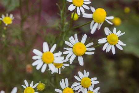 Chamomile flowers on a green meadow in the summerの写真素材