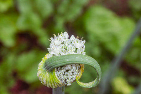 Close up of green onion blossom with blurred background, shallow depth of fieldの写真素材