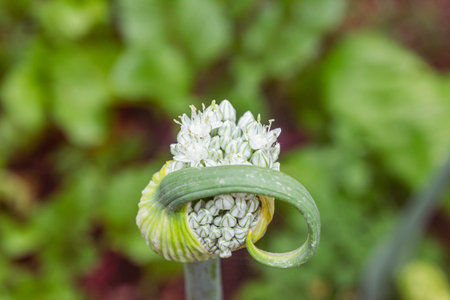 close up of onion flower in the garden on blurred nature background.の写真素材