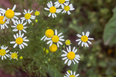 Chamomile flowers in the garden. Selective focus.の写真素材