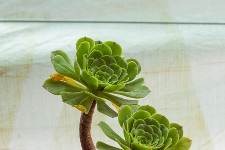 Succulent plants in a pot on a white wooden background.の写真素材