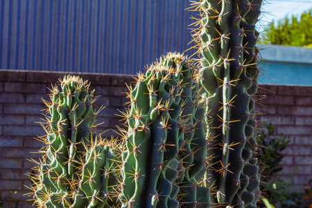 Cactuses in a botanical garden in San Diego, Californiaの写真素材