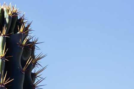 Close up of a cactus plant with blue sky in the backgroundの写真素材