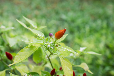 Chili pepper plant in the garden with natural background, Thailand.