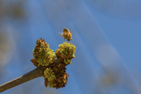 Honey bee collecting pollen on a tree branch in early spring.