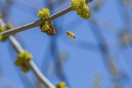 Honey bee collecting pollen on a tree branch in early spring.