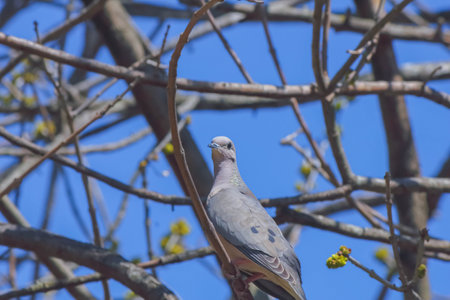 pigeon sitting on a branch of a tree in the parkの写真素材