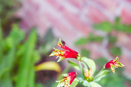 Red lily flowers in the garden with blur background. Selective focus.