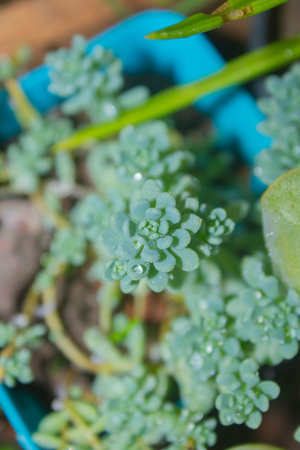 close up of succulent plant in a pot with water droplets