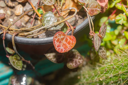 Heart shape on cactus plant in the pot. Love concept.