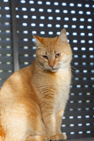 Cute ginger cat sitting on the window and looking at the camera