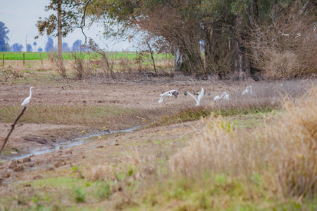 A flock of white herons in a field in the Netherlands.の写真素材
