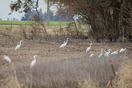 Egrets in a field in the Netherlands in winter season.の写真素材